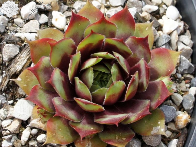 Jungle Fires | Sempervivum-Liste
