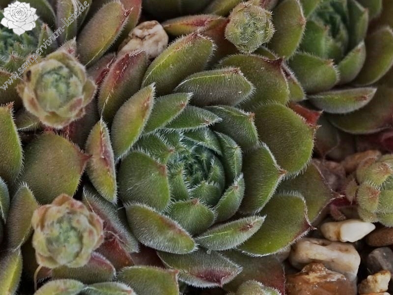 Galswintha