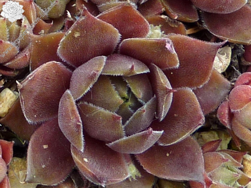 Cupreum