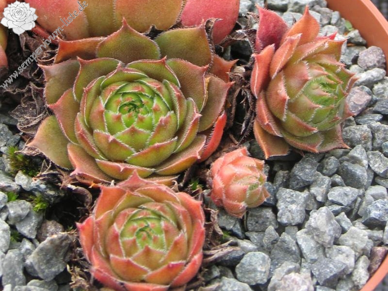 Cupreum