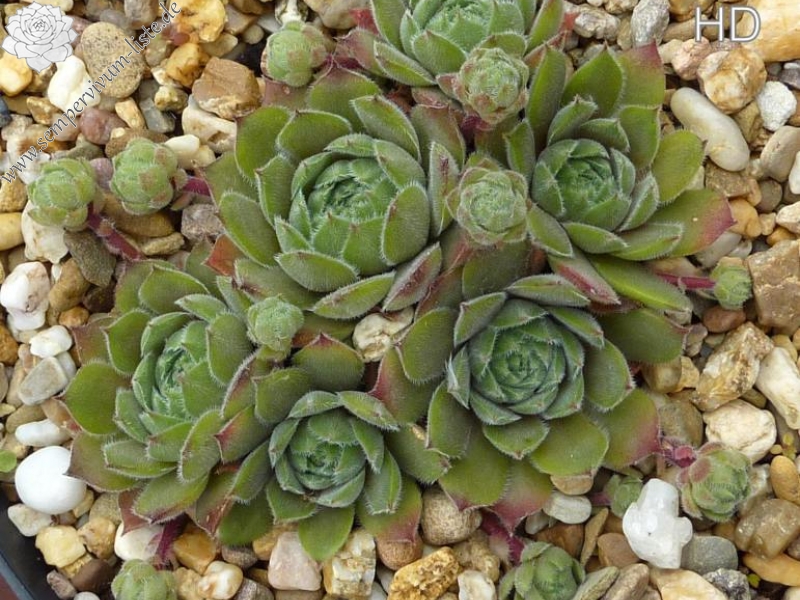 Galswintha