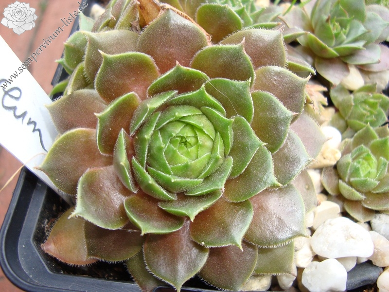 Cupreum
