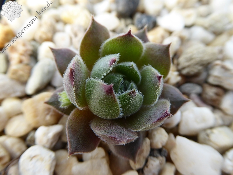 Galswintha