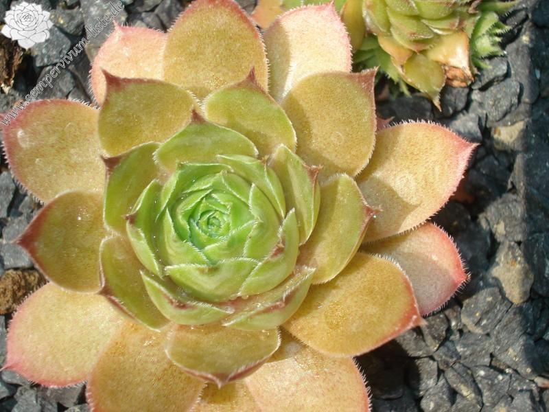 Cupreum