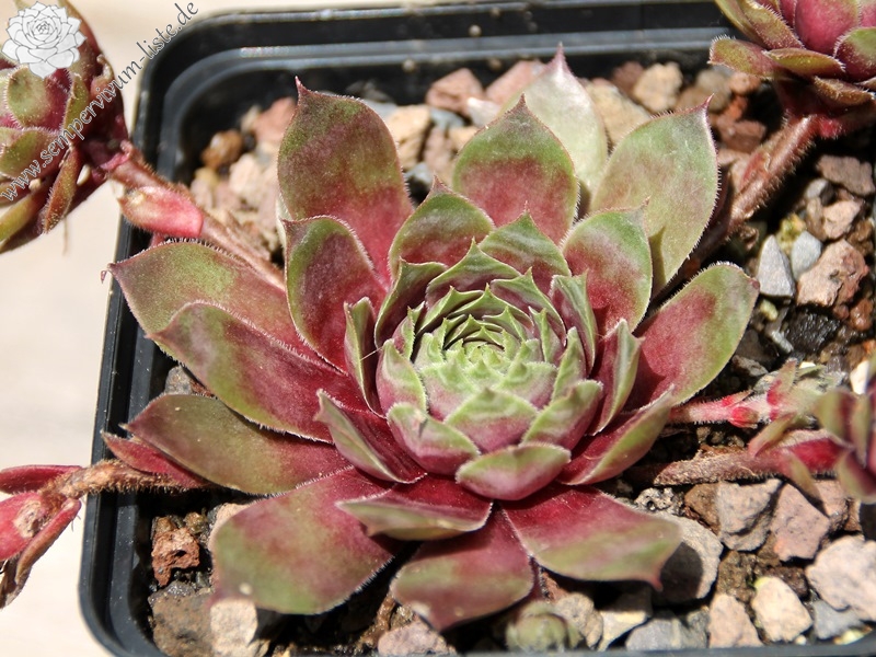 Mother of Many