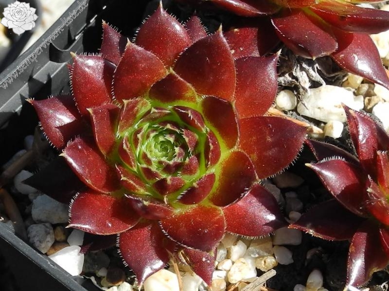 Foxhollow / Jovi