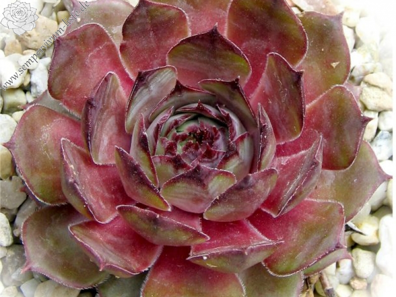 Donarrose