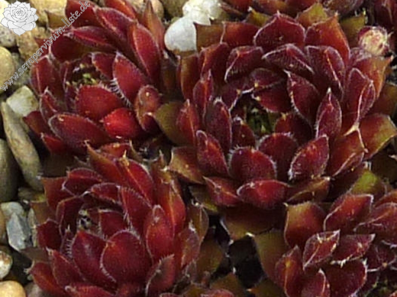 Havendijker Abendrot