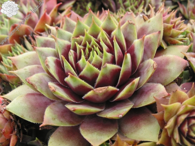 Hall's Variety