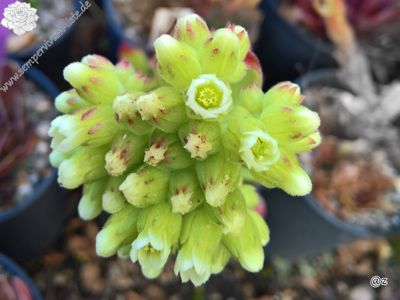 Henry Correvon / Jovi