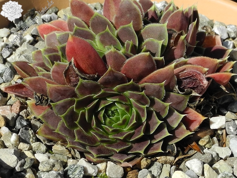 Neanias / Jovi