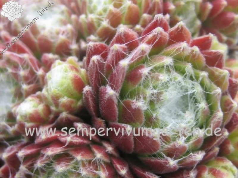 Havendijker Klausner