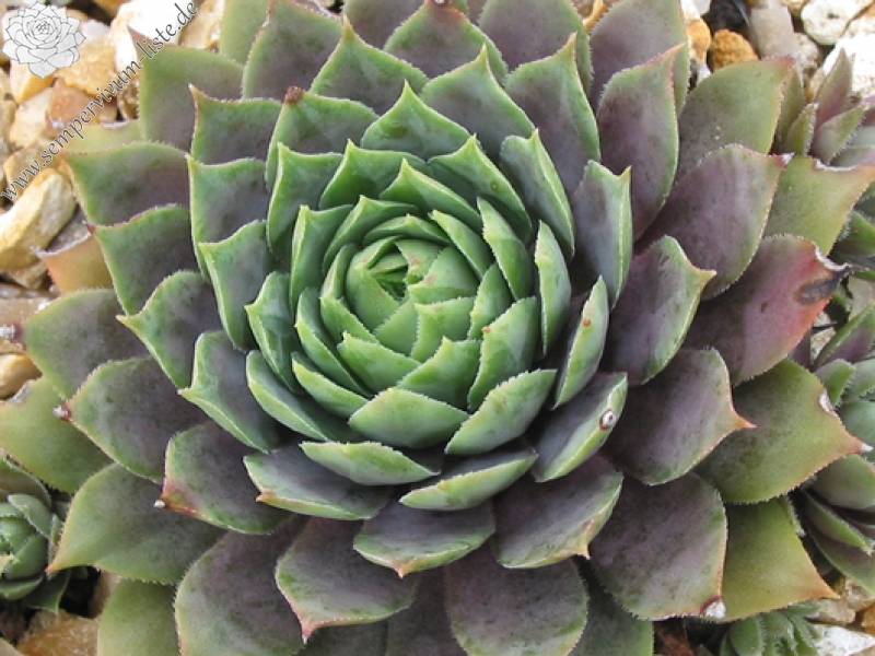 Navajo