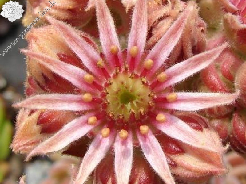 Hualālai