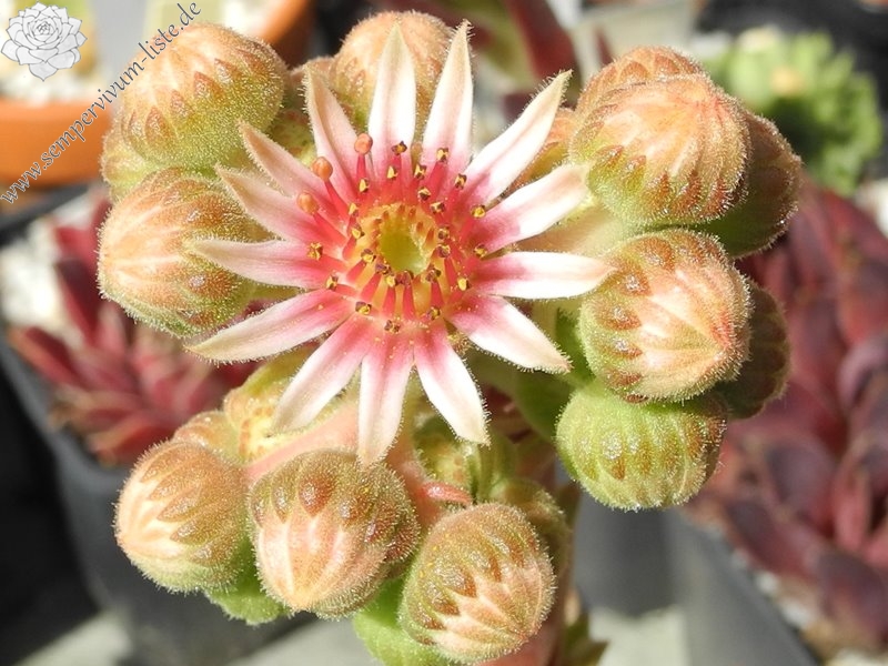 Hualālai