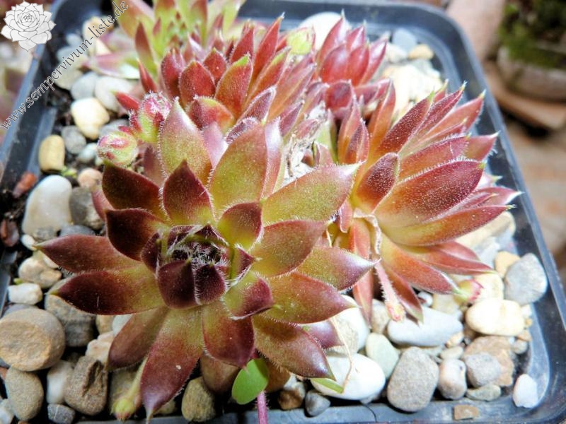 Havendijker Abendrot