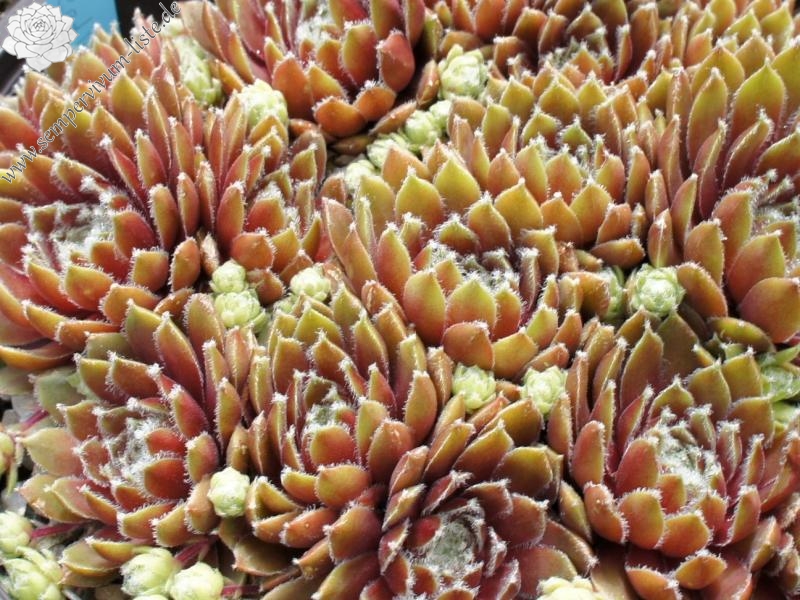 Haullauer's Seedling
