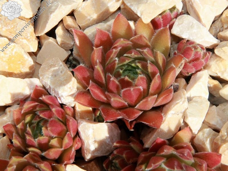 Havendijker Abendrot