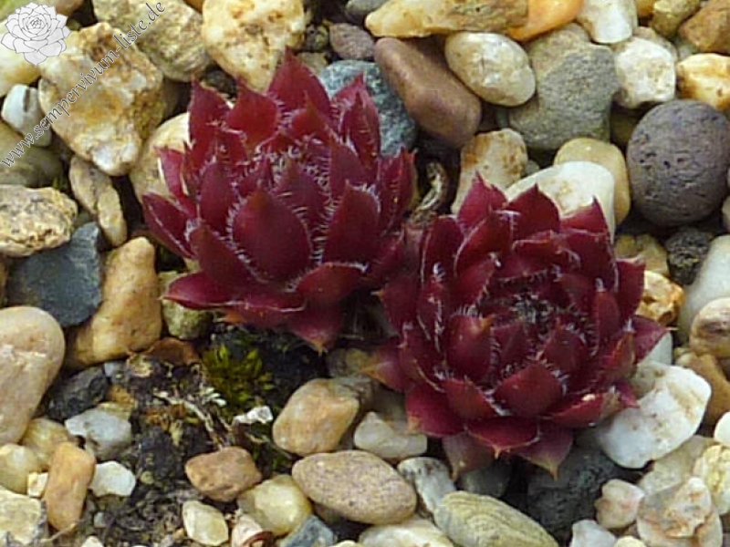 Havendijker Kai