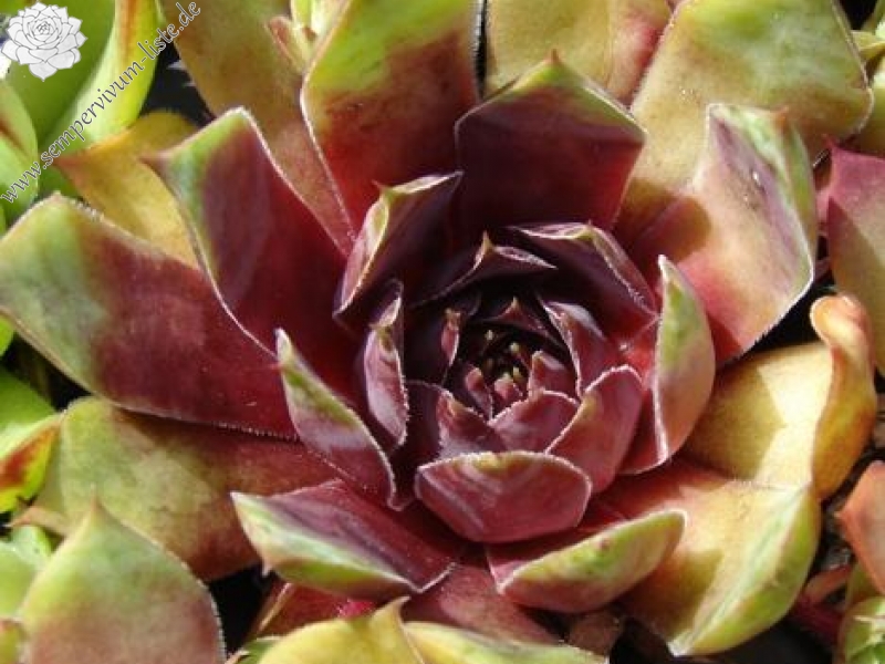 Harlequin Rouge