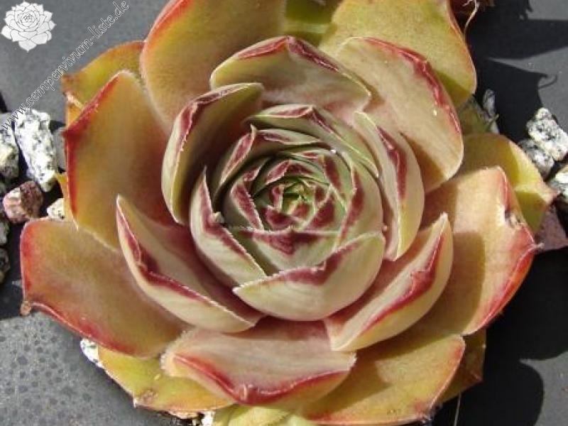 Havendijks Rose