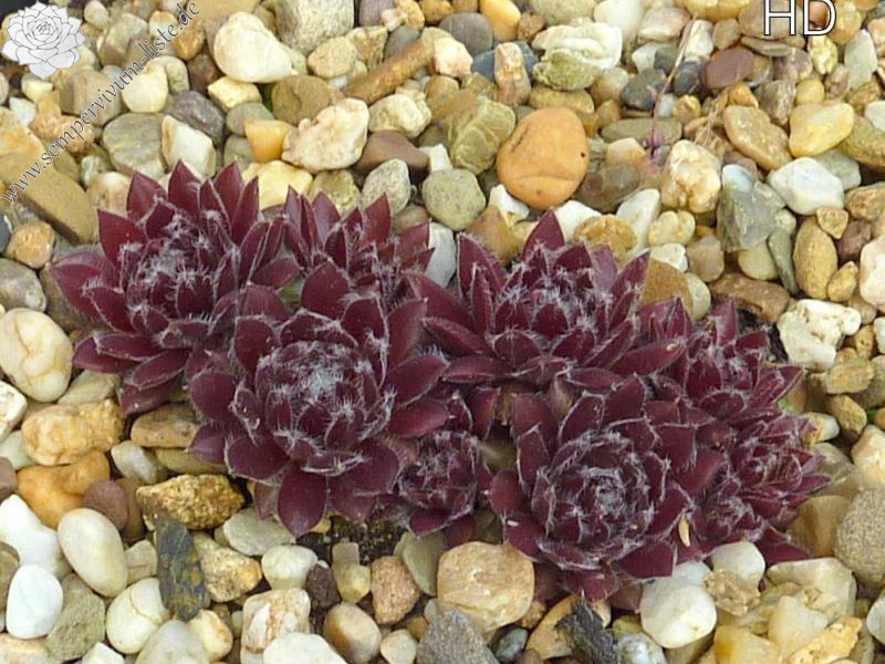Havendijks Crimson