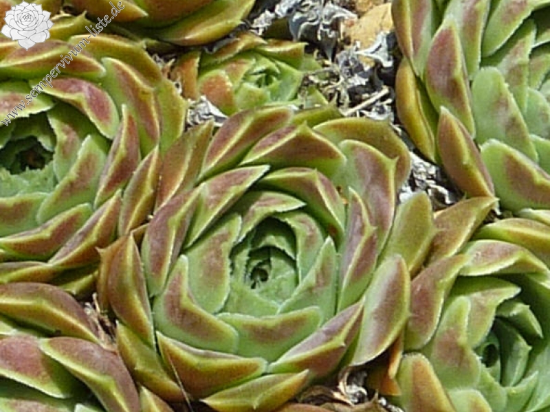 Hyacinth / Jovi