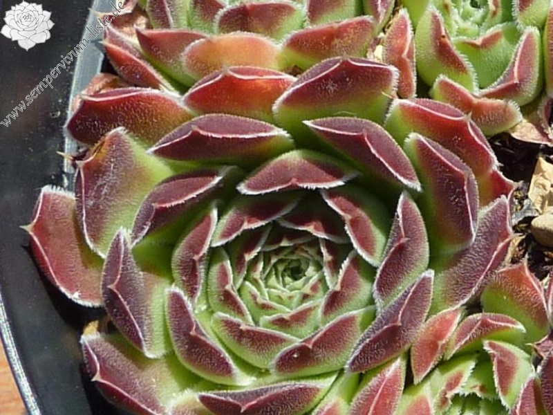 Nursery Ploeger / Jovi