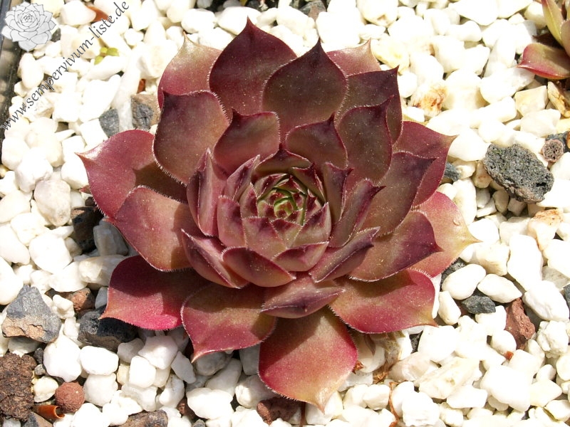 Oberon