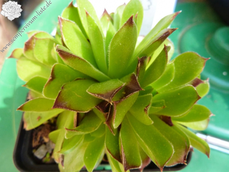 Henry Correvon / Jovi