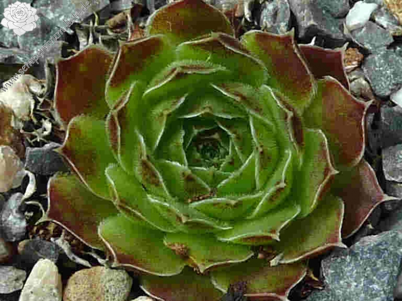 Nursery Ploeger / Jovi