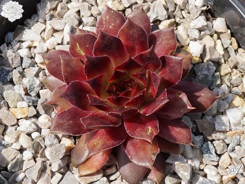 Oclea