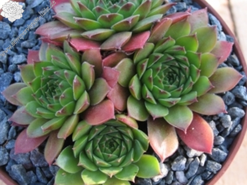 Hall's Variety