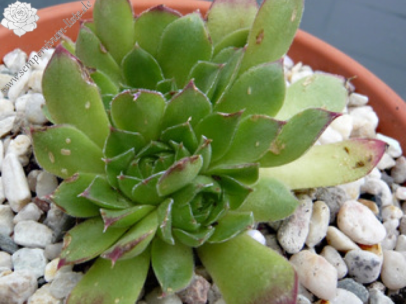 Henry Correvon / Jovi