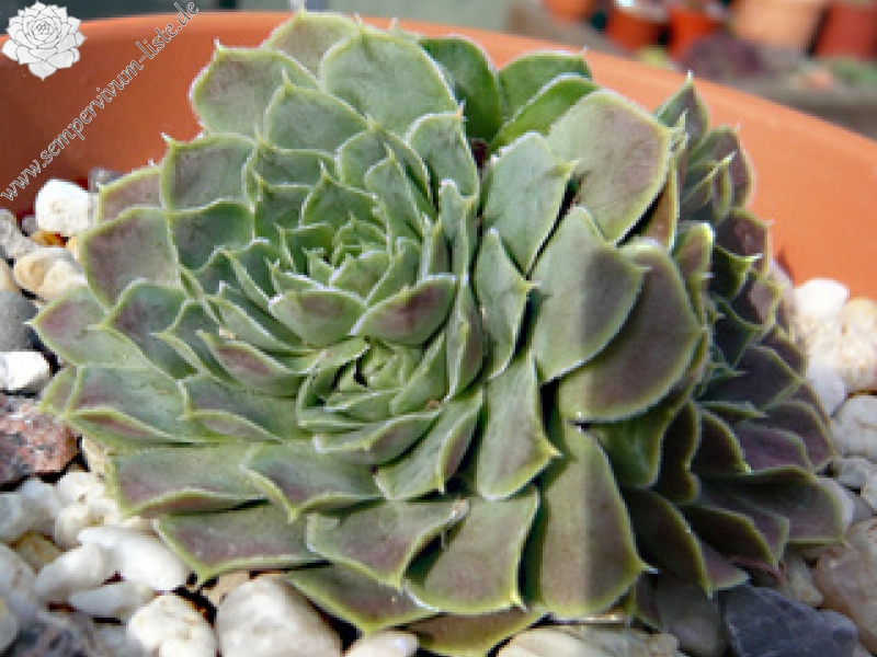 Hyacinth / Jovi