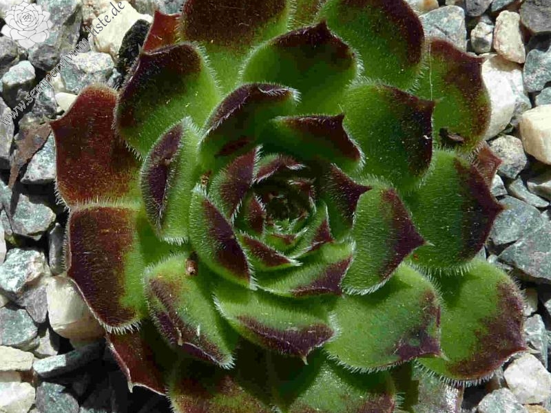 Nursery Ploeger / Jovi