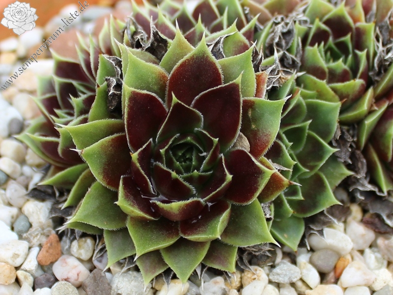 Hystyle / Jovi