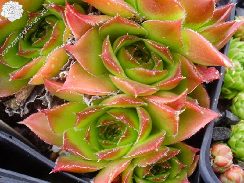 Henry Correvon / Jovi