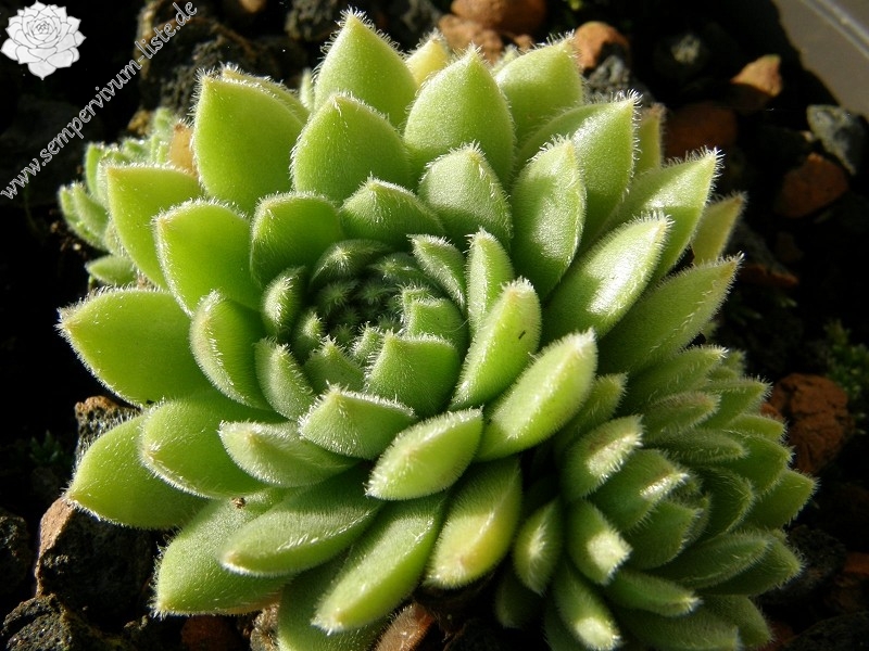 Nano