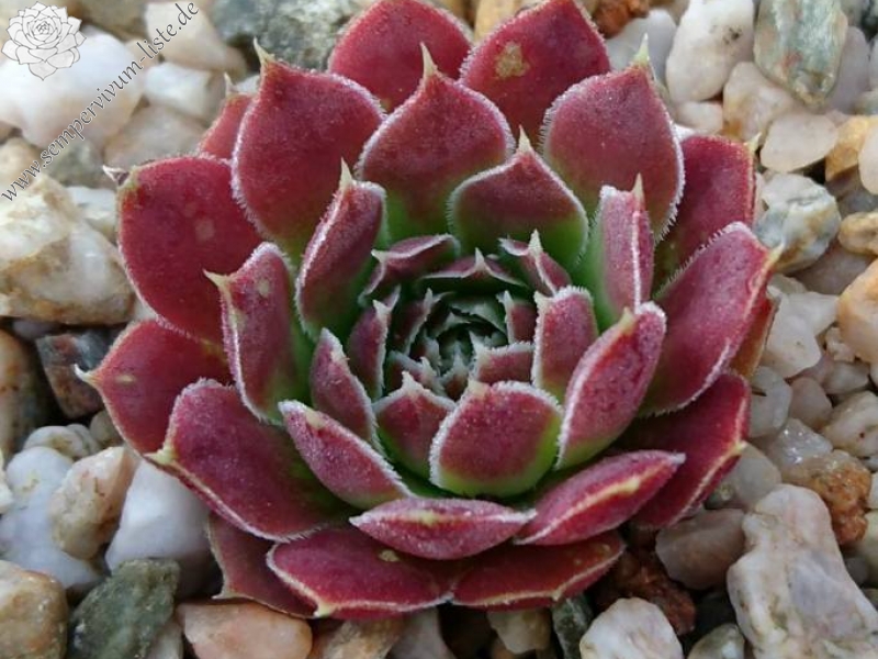 Herbstpurzel / Jovi