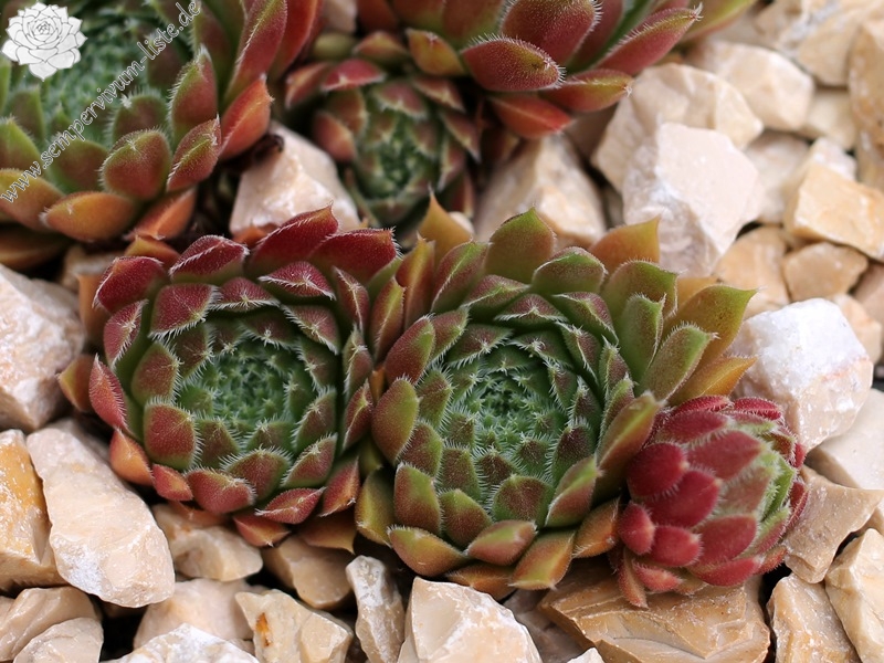 Havendijker Abendrot