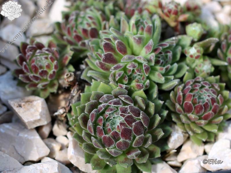 Havendijker Klausner