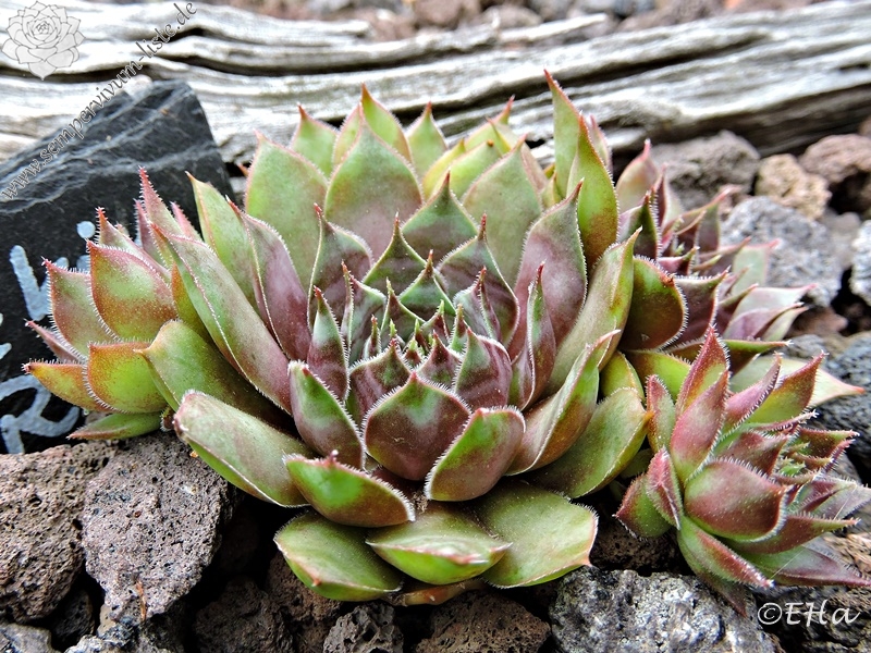 Harlequin Rouge