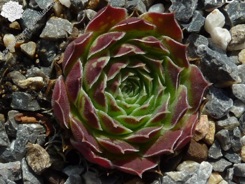 Nursery Ploeger / Jovi