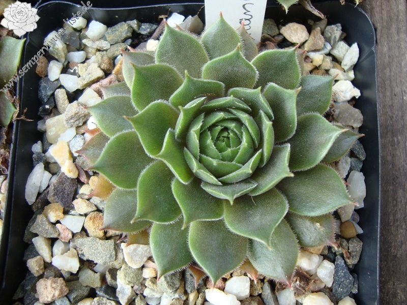 Hortulanus Smit