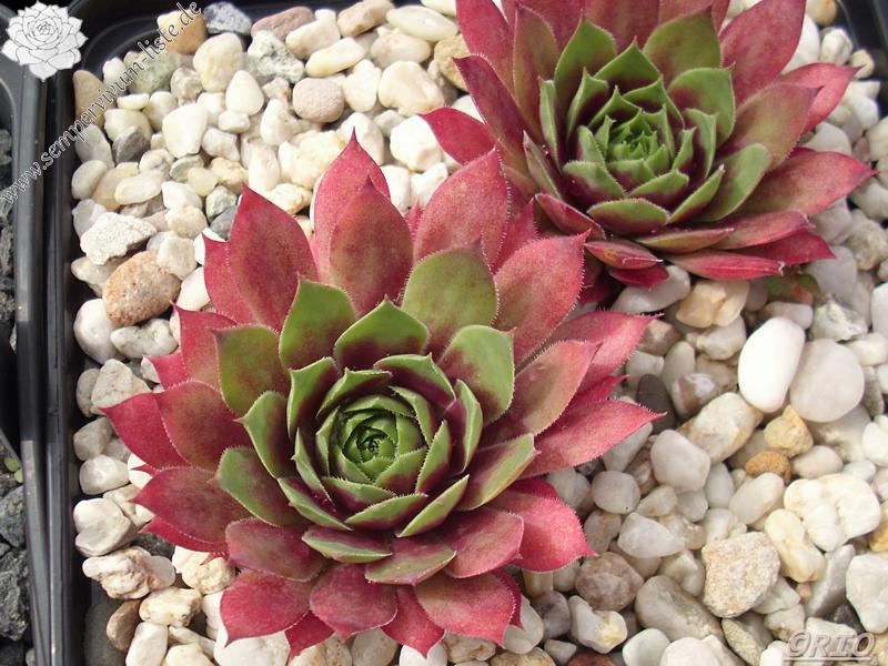 Hall's Variety