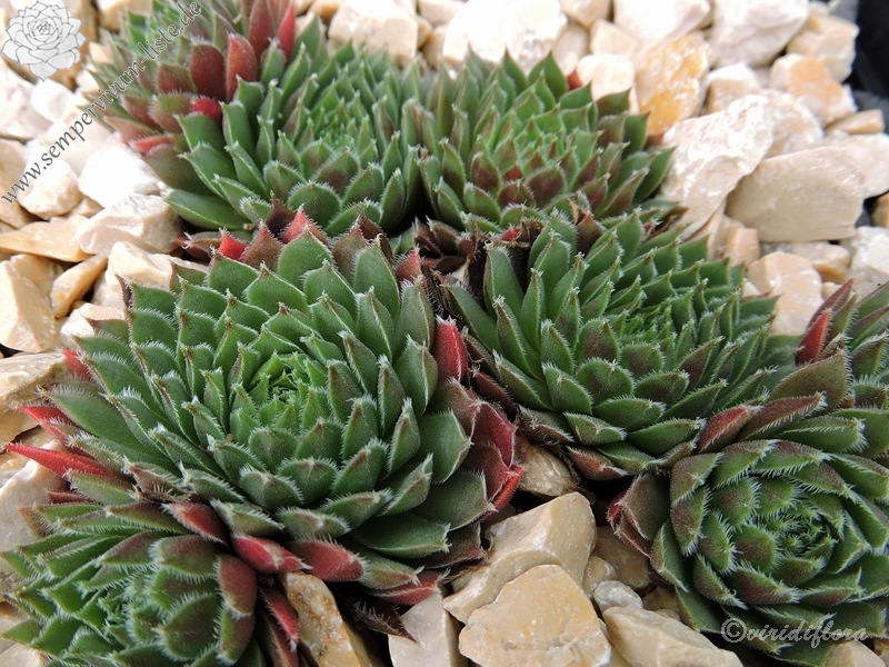 Havendijker Abendrot