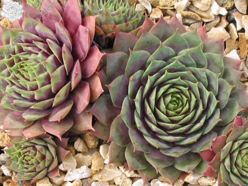 Hall's Variety