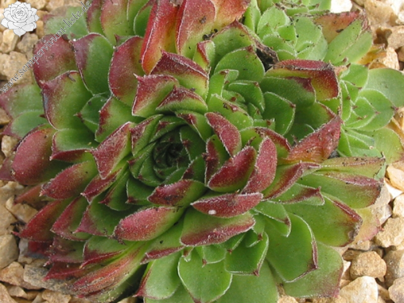 Henry Correvon / Jovi