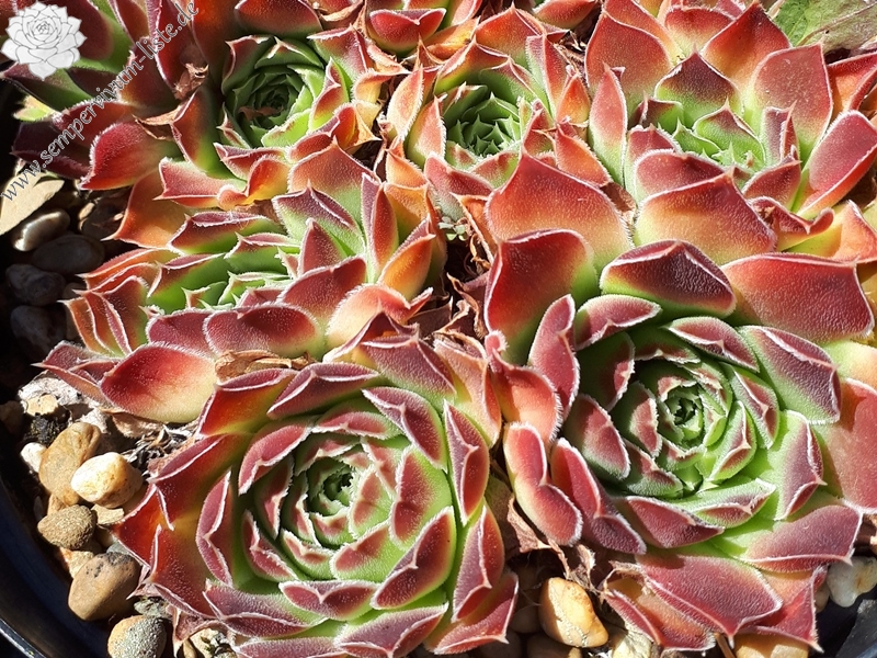 Nursery Ploeger / Jovi